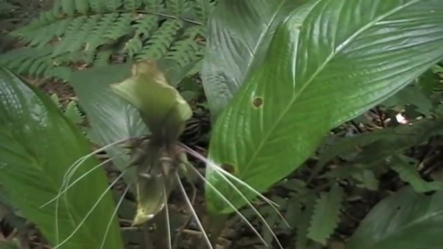Hunting Tacca Flower In rain forest Malaysia. смотреть онлайн