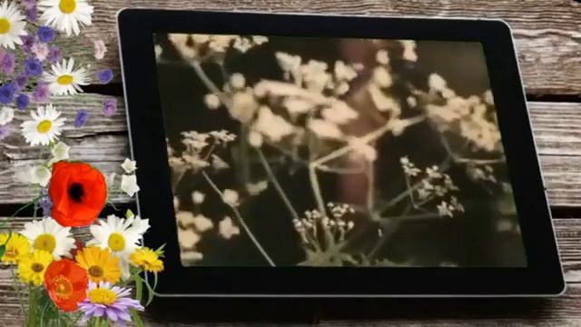 Полевые цветы смотреть онлайн