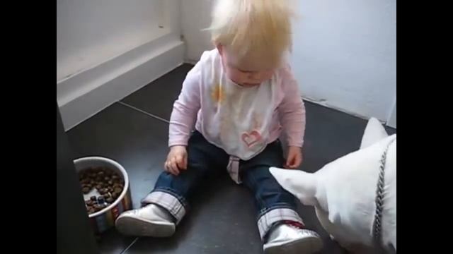 Бультерьеры и дети. Непонимание и отвага. Bullterrier & Kids. смотреть онлайн