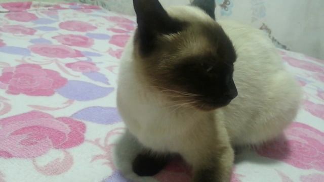 Ну очень злой!Сиамский кот! смотреть онлайн