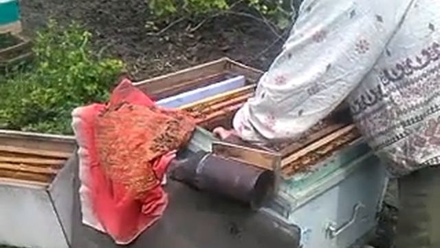 Делаем отводки на старую матку.