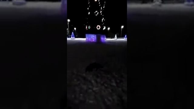В Амурске Хабаровского края, на новогоднюю ёлку пришла лиса из тайги смотреть онлайн
