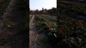 почему ремонтантная клубника не цветет