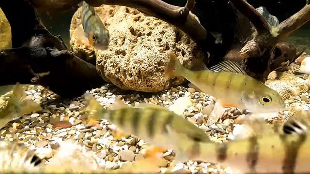 Окунь на охоте. Мотыль смотреть онлайн