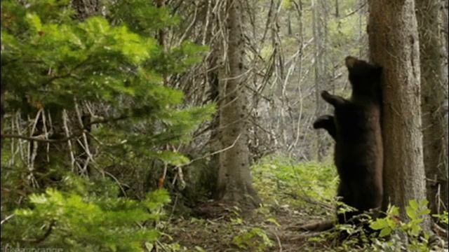 Л Великанова Н Жуков Ю Печерный РУССКИЙ ЛЕС смотреть онлайн