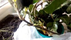 Плющ.Как размножить и восстановить  (хедера)