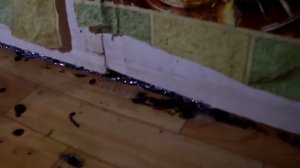 Армированная пена от мышей и крыс