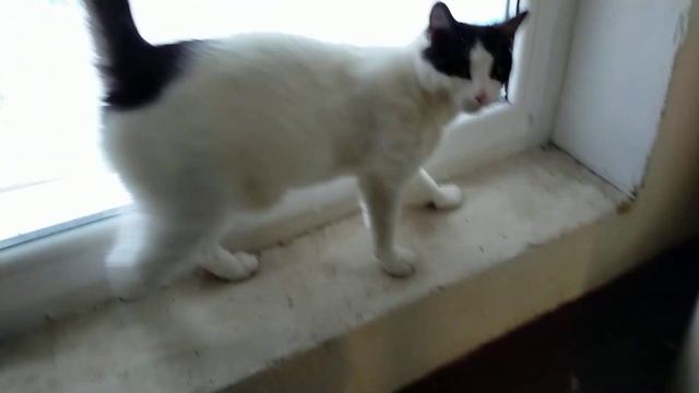 14 февраля 2021 г. встреча родственника камышового кота Василия 💯👍🐈 смотреть онлайн