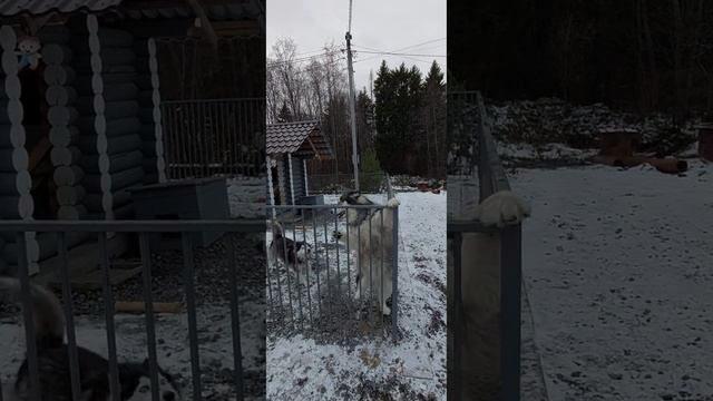Кафе Ермак Пермский край смотреть онлайн