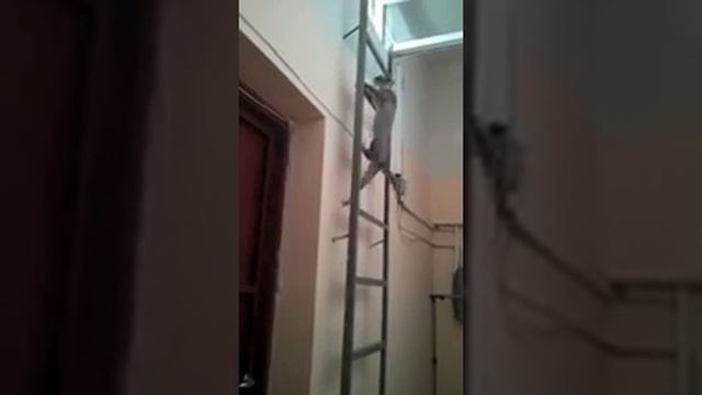 Кошка лезет по лестнице смотреть онлайн