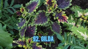 каталог колеусов 2023-2024