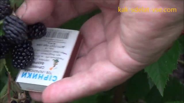 Ежевика Лох Тей (Loch Tay). смотреть онлайн