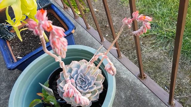 Echeveria Morning Beauty  Succulents