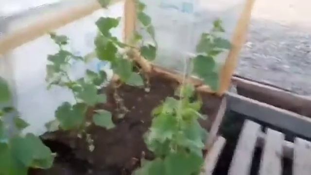 Мотивация На Работу?? Огород? Сушка Фруктов?? смотреть онлайн