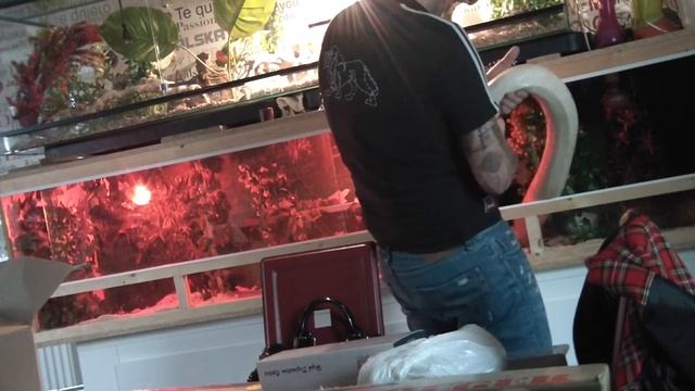 mon python rituculatuse 3M50 смотреть онлайн