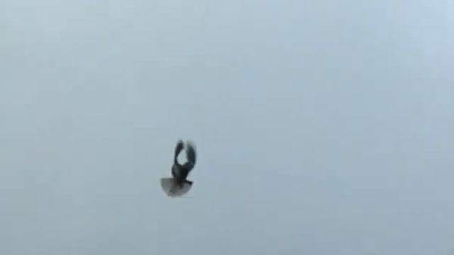 Pigeons (Clip 1) / Голуби (Клип 1) смотреть онлайн