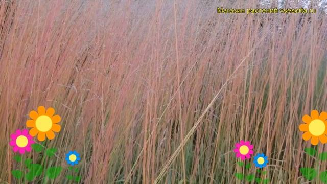 Молиния голубая Виндсол. Краткий обзор, описание характеристик molinia caerulea Windsaule смотреть онлайн