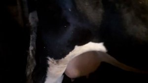 Корова не отдает молоко, что делать?