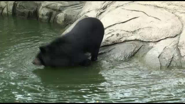 В мире животных