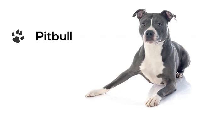 Dogs Barking Sounds To Make Your Dog REACT 34+ Breeds Including Yours смотреть онлайн