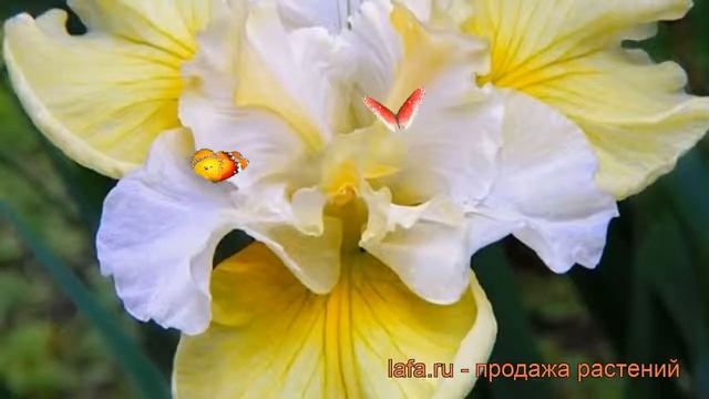 Ирис сибирский Йеллоу Тейл ? обзор: как сажать, саженцы ириса Йеллоу Тейл