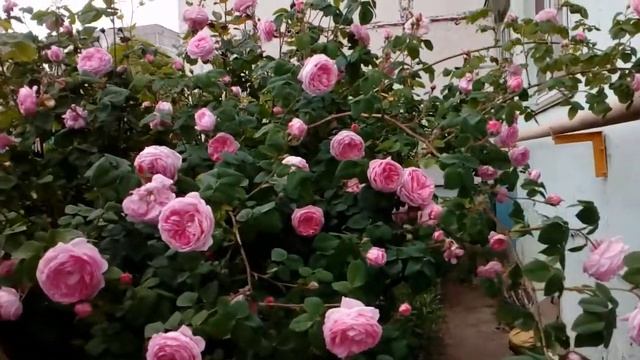 Чайная роза в сельском палисаднике под моим окном. Май 2018 # мой сад# чайная роза смотреть онлайн
