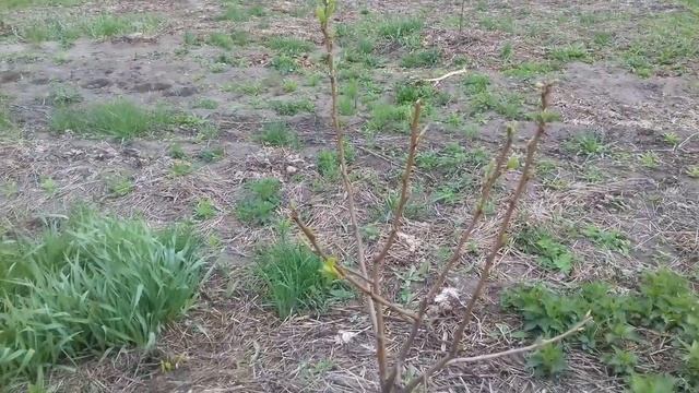 1.ЧЕРНЕЮТ ЗАСЫХАЮТ ВЕТКИ ЛИСТЬЯ У ГРУШИ БОЛЕЗНЬ ГРУШИ. БАКТЕРИОЗ. БАКТЕРИАЛЬНЫЙ ОЖОГ ГРУШИ. ЛЕЧЕНИЕ