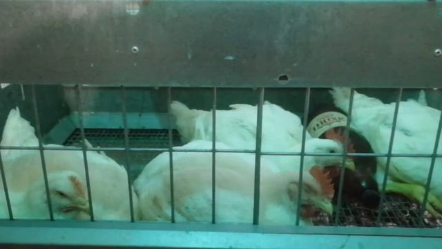 Вес бройлеров в 45 дней. Purina, ОКЗ, Баскатовский комбикорм.