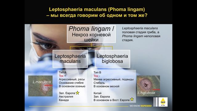 Гибридные сорта озимого рапса, устойчивые к вирусу пожелтения турнепса (TuYV) и фомозу (RLM7 и RLMS смотреть онлайн