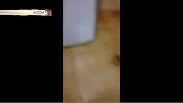 Коты пугаются огурцов смотреть онлайн