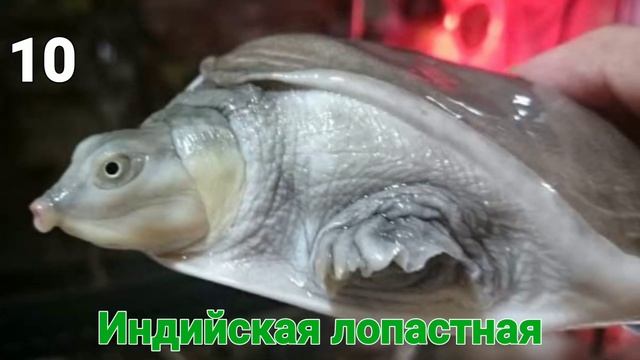 ТОП-19 ПОРОД ЧЕРЕПАХ смотреть онлайн