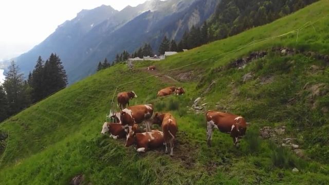 Коровы на пастбище, луга, деревня, виды коров и быков смотреть онлайн