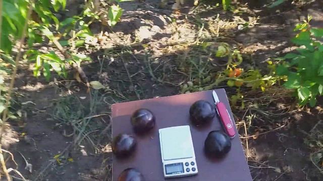 Слива диплоидная сорт Блек Амбер (plum Black Amber). Морозостойкость и товарные качества. 2020 год. смотреть онлайн