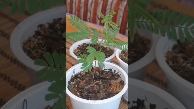 Мимоза стыдливая или акация белая? Ни то, ни другое! У меня растёт Альбиция Ленкоранская! смотреть онлайн