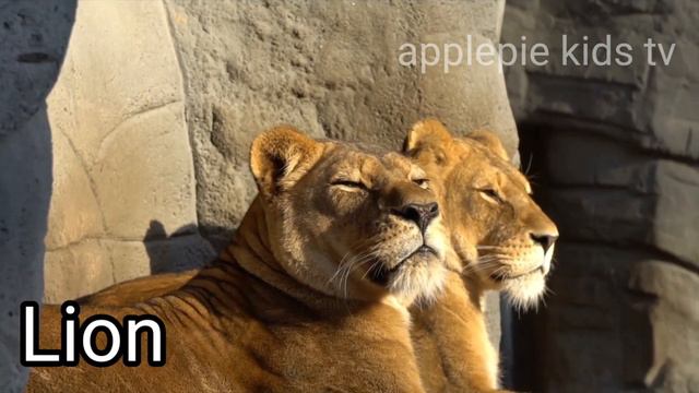 Wild Animals,animal Name,abc Song,a For Apple,abcdछोटे बच्चों की पढ़ाई#abcsong #toddler#animalsong