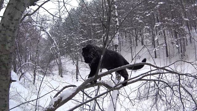 The relationship between Luna and Venza. Friendship of leopard and Rottweiler. Cats and dogs смотреть онлайн