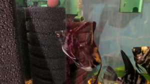 Запускаем аквариум для Скалярий. Подготовка коряги.