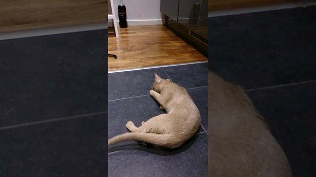Cucumber game by abyssinian kitten смотреть онлайн