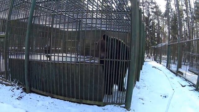 Волк дал мне лапу в конце видео. Беловежская пуща. смотреть онлайн