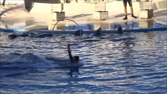 Madrid Dolphinarium (дельфинарий, зоопарк Мадрида) август 2013 смотреть онлайн