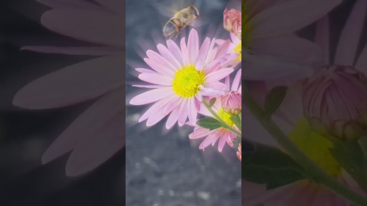 #flowers #nature #cute смотреть онлайн