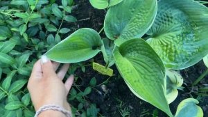 Сад хост в Бийске. Hosta garden tour16.07.22