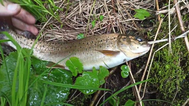 Рыбалка на Ленка. Поездка в Хабаровский край. смотреть онлайн