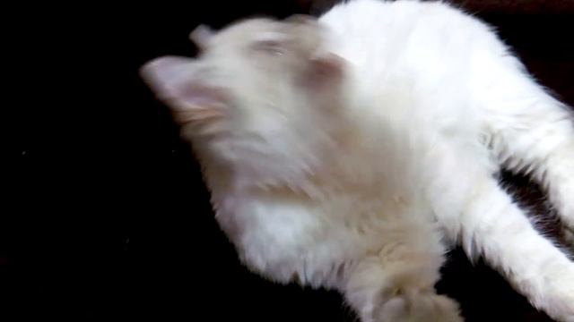 Hermione Znatniy Zver смотреть онлайн