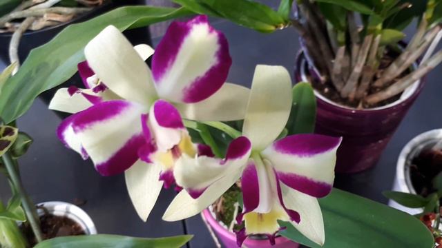 Brassolaeliocattleya Haw Yuan Beauty - grow & care смотреть онлайн
