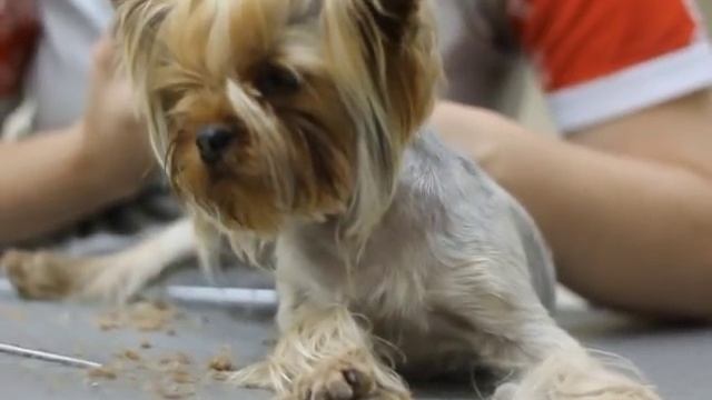 Домашняя стрижка йоркширского терьера (азиатский стиль) смотреть онлайн