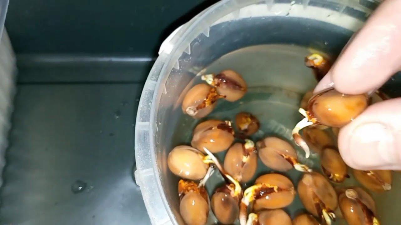 Фисташка Акбари. 5 день - напоил ребят свежей отстоянной водой | Small Gardens