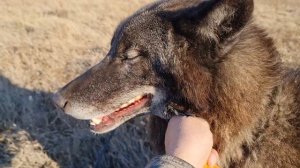 Большой волк и волкособ на прогулке.