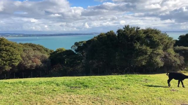 Waiheke Island Alpacas смотреть онлайн
