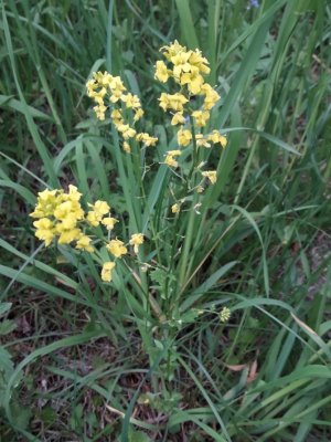 105. Сурепка обыкновенная - Barbarea vulgaris